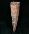 Pterosaur Tooth - Tegana Formation #7182-1